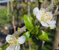 Prunus dom. 'Reine Claude d'Althan' - Prunus dom. 'Reine Claude d'Althan' - 1