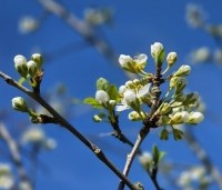 Prunus dom. 'Reine Claude d'Althan' - Prunus dom. 'Reine Claude d'Althan' - 3
