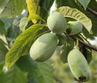 Asimina triloba - Pawpaw - 1