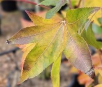 Liquidambar styraciflua 'Oakville Highlight' - Zuilvormig groeiende amberboom - 3