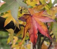 Liquidambar styraciflua 'Oakville Highlight' - Zuilvormig groeiende amberboom - 5