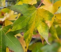 Liquidambar styraciflua 'Oakville Highlight' - Zuilvormig groeiende amberboom - 2