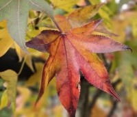 Liquidambar styraciflua 'Oakville Highlight' - Zuilvormig groeiende amberboom - 4