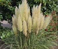 Cortaderia selloana 'Mini Pampas' - Pampasgras 'Mini Pampas'   - 2
