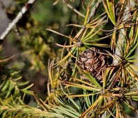 Larix kaempferi - Japanse Lariks - 1