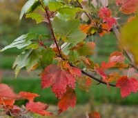 Acer rubrum 'Brandywine' - Acer rubrum 'Brandywine' - 1