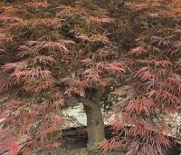 Acer palmatum 'Dragon Fire' - Japanse Esdoorn Dragon Fire - 7
