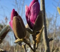 Magnolia 'Emperor' - Magnolia 'Emperor' - 2