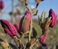 Magnolia 'Emperor' - Magnolia 'Emperor' - 1