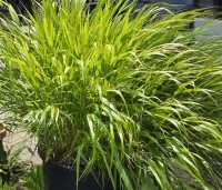 Hakonechloa macra - Japans siergras - 5