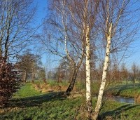 Betula pendula - Ruwe berk - 2