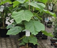 paulownia tomentosa - paulownia tomentosa - 3