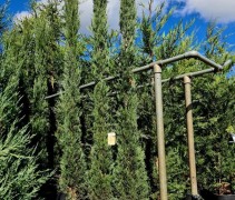 Cupressus semp. Pyramidalis 250 cm