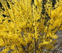 Forsythia intermedia 'Spectabilis'