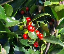Ilex aquifolium 'Alaska' 