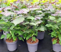 Catalpa erub. 'Purpurea'