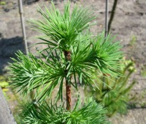 Larix loof