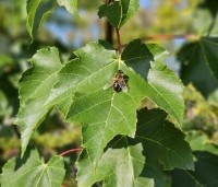 Acer rubrum 'October Glory' - Amerikaanse esdoorn - 3
