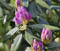 Rhododendron ponticum - Wilde rhododendron - 3