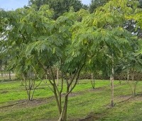 Albizia julibrissin 'Ombrella' - Perzische slaapboom 'Ombrella' - 1