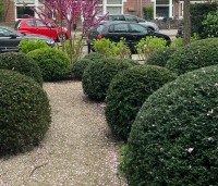 Taxus baccata - Venijnboom - 5
