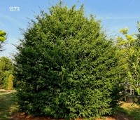 Taxus baccata - Venijnboom - 4