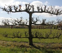 Malus Reinette Grise leivorm