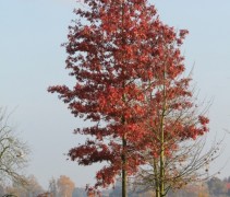 Quercus palustris herfst