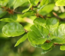 Rondbladige dwergbeuk met vers, glanzend groen blad