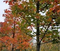 Acer 'Pacific Sunset' - Amerikaanse Esdoorn 'Pacific Sunset' - 31 oktober 2024