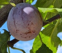 Prunus dom. 'Reine Claude d'Althan' - Prunus dom. 'Reine Claude d'Althan' - 3