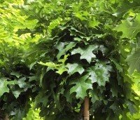 Quercus palustris 'Green Dwarf' - Moeraseik dwergvorm 'Green Dwarf' - 4