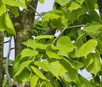 Tilia x europaea 'Pallida' - Koningslinde - 2