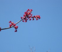 Acer rubrum 'Red Sunset' bloei voordat het jonge blad opkomt