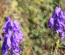 De vaste plant Monnikskap blauw tussen siergrassen