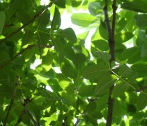sfeer Fraxinus ornus 'Mecsek'
