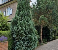 Chamaecyparis lawsoniana 'Columnaris' - Blauwe Californische cypres - 2