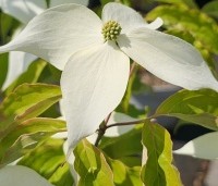 Cornus kousa 'Moonbeam' - Japanse grootbloemige kornoelje 'Moonbeam' - 1