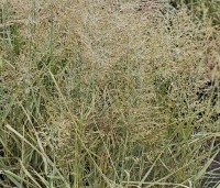 Panicum virgatum 'Prairie Sky' - Vingergras 'Prairie Sky' - 1
