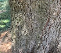 Cedrus libani 'Glauca' - Blauwe Ceder - 2
