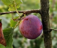 Prunus dom. 'The Czar' - Prunus dom. 'The Czar' - 1