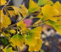 Ginkgo biloba fastigiata 'Blagon' - Japanse Notenboom 'Blagon' - 1