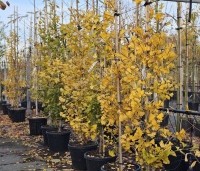 Ginkgo biloba fastigiata 'Blagon' - Japanse Notenboom 'Blagon' - herfstblad