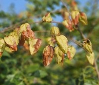 Koelreuteria paniculata - Chinese vernisboom - 5