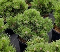 Pinus nigra 'Nana' - Oostenrijkse dwergden - 3