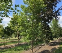 Acer triflorum - Driebloemige esdoorn - 2