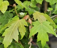 Acer rubrum 'October Glory' - Amerikaanse esdoorn - 2