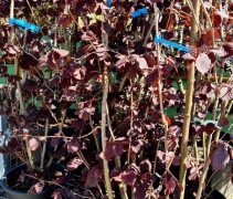 Corylus avellana 'Roter Zellernote'
