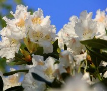 Rododendron 'Cunningham's White' struiken met fraaie witte bloemen