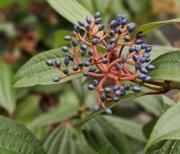 Viburnum davidii - Sneeuwbal davidii - wintergroene bodembedekker